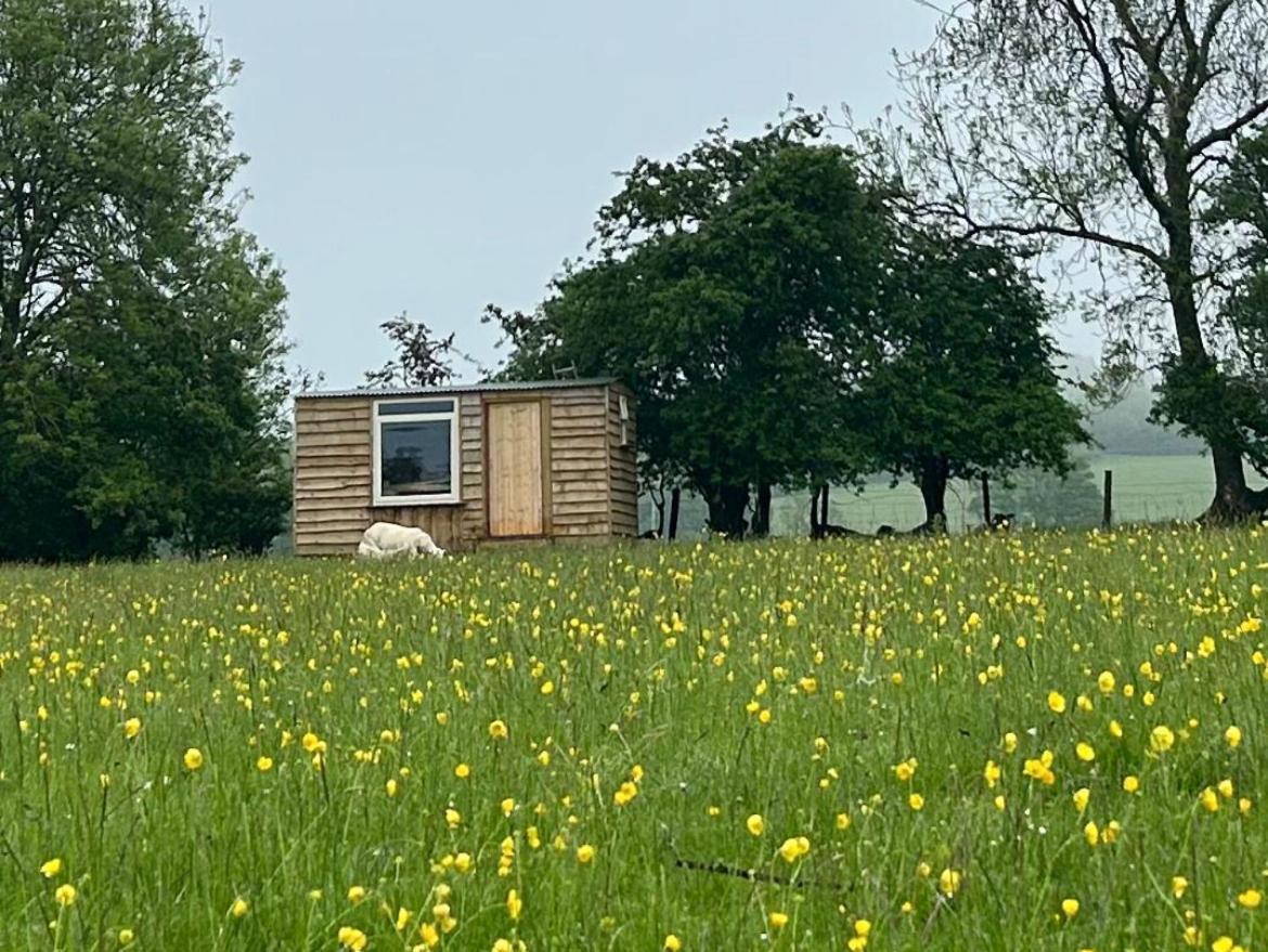 Off Grid Shepherds Hut Hotel Llansilin Kültér fotó